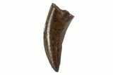 Serrated, Tyrannosaur (Nanotyrannus) Tooth - South Dakota #97453-1